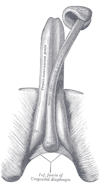 corpora cavernosa