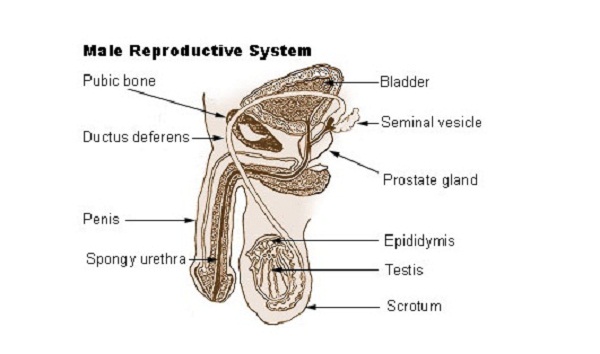 male’s reproductive system