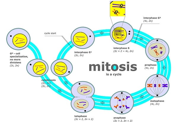 mitosis