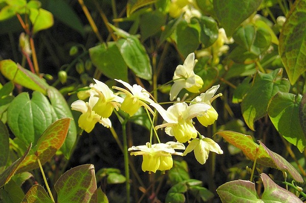 goat weed