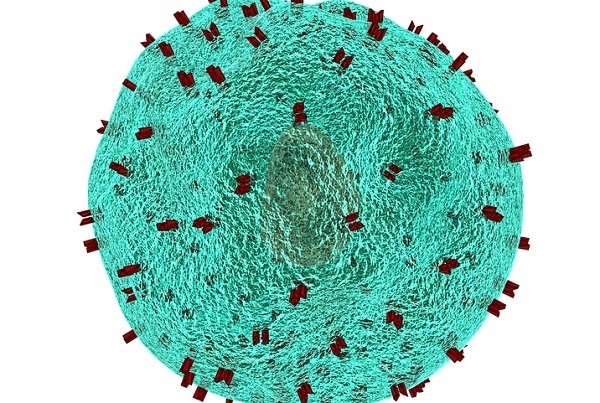 Immune System