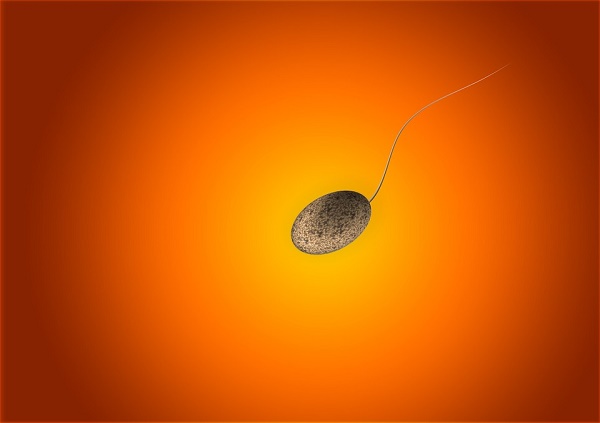 sperm