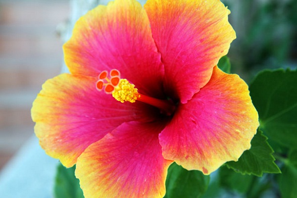 Hibiscus Flower